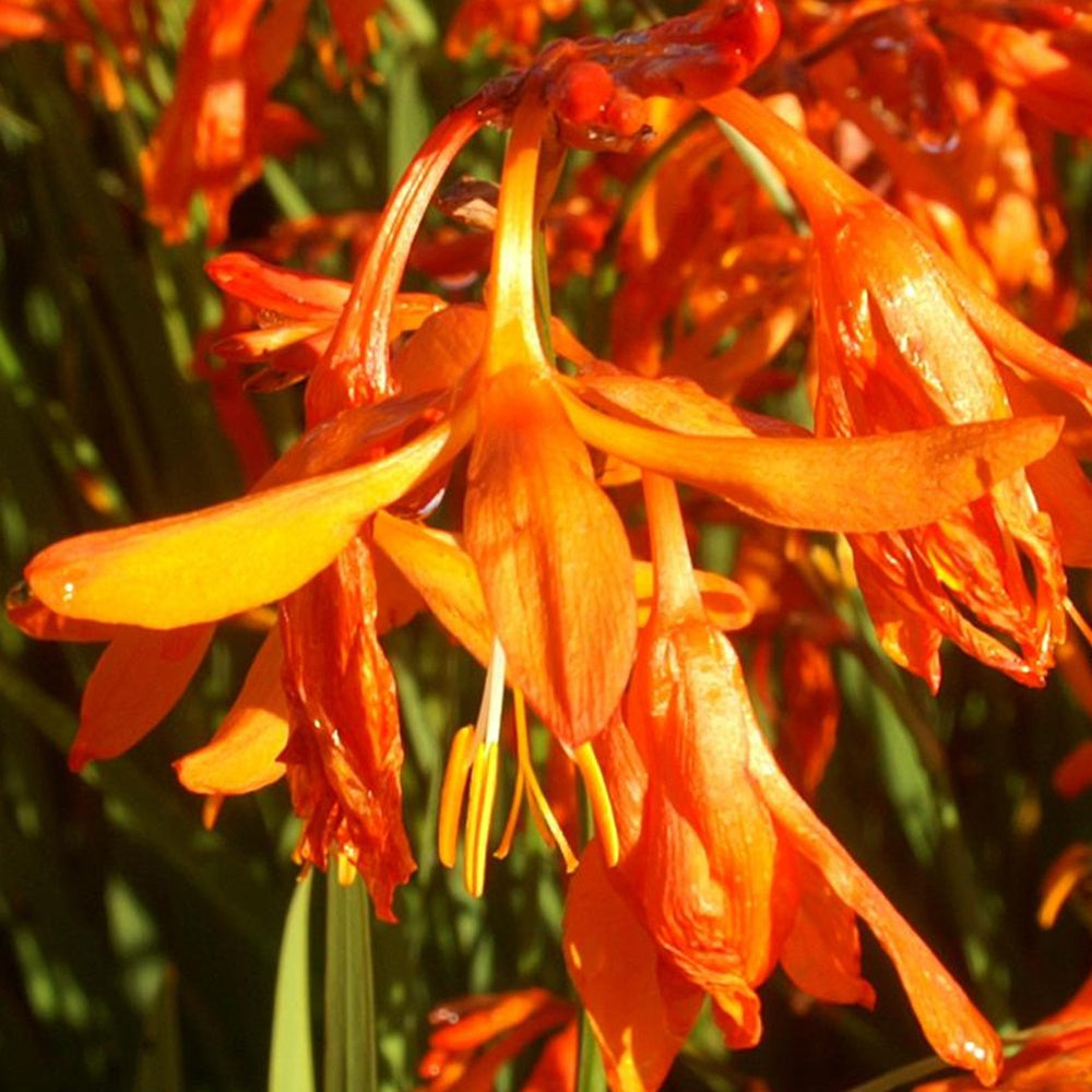 Crocosmia aurea - Crocosmia aurea - Plantes vivaces