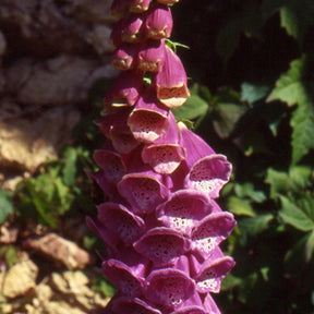 Digitale Gant de Notre dame - Digitalis purpurea - Plantes