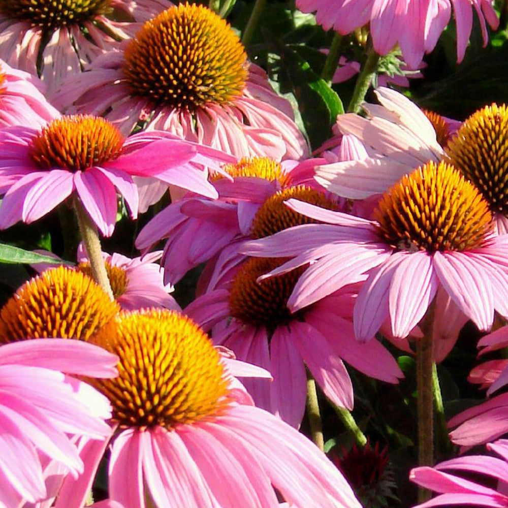 Echinacée pourpre Feeling Pink - Echinacea purpurea feeling pink - Plantes