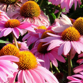 Echinacée pourpre Feeling Pink - Echinacea purpurea feeling pink - Plantes