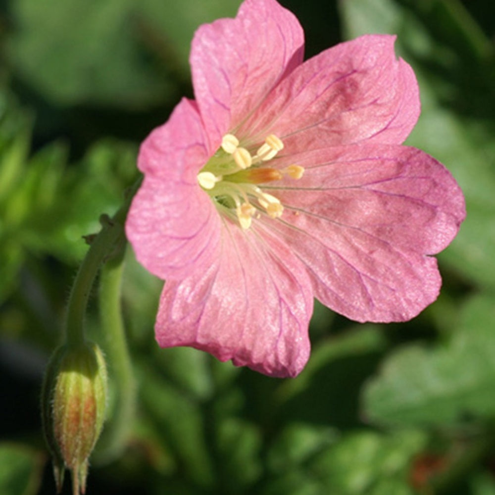 Géranium vivace d'Endress Wargrave Pink - Geranium endressii wargrave pink - Plantes vivaces