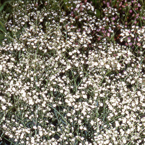 Brouillard Bristol Fairy Gypsophile Bristol Fairy - Gypsophila paniculata Bristol Fairy - Plantes