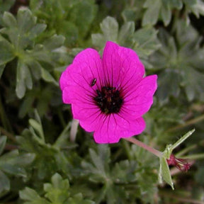 Géranium cendré Splendens - Geranium cinereum splendens - Plantes