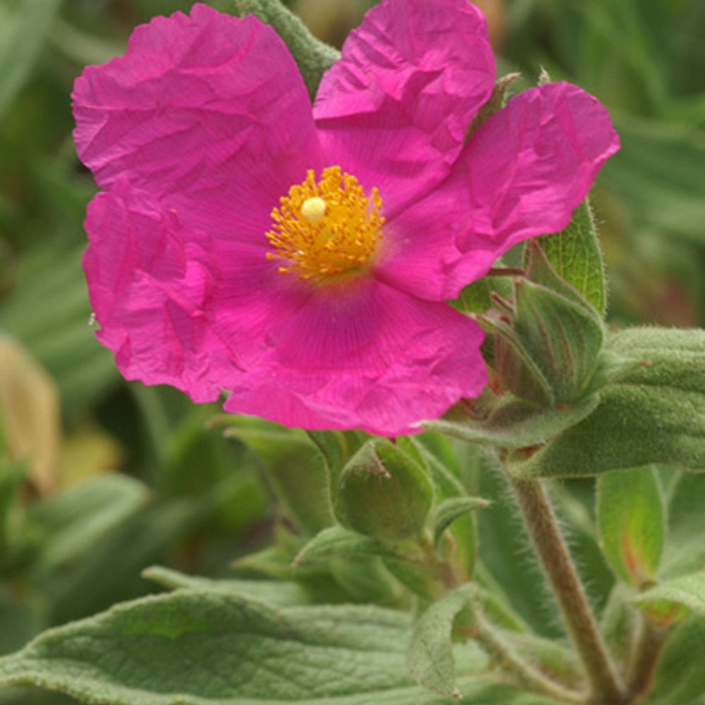 Ciste pulvérulent - Cistus pulverulentus - Arbustes