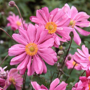 Anémone du Japon 'Prinz Heinrich - Anemone hupehensis 'prinz heinrich' - Plantes