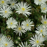 Delosperma Graaf Reinet - Delosperma 'graaf reinet' - Plantes