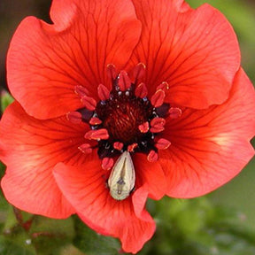 Potentille sanguine - Potentilla atrosanguinea - Plantes