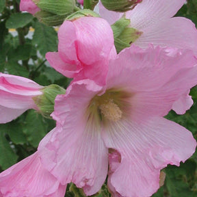 Rose trémière à feuilles de figuier  - Alcea ficifolia - Plantes