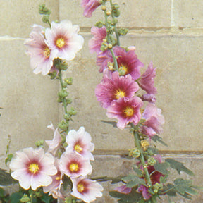 Rose trémière à feuilles de figuier  - Alcea ficifolia - Plantes vivaces