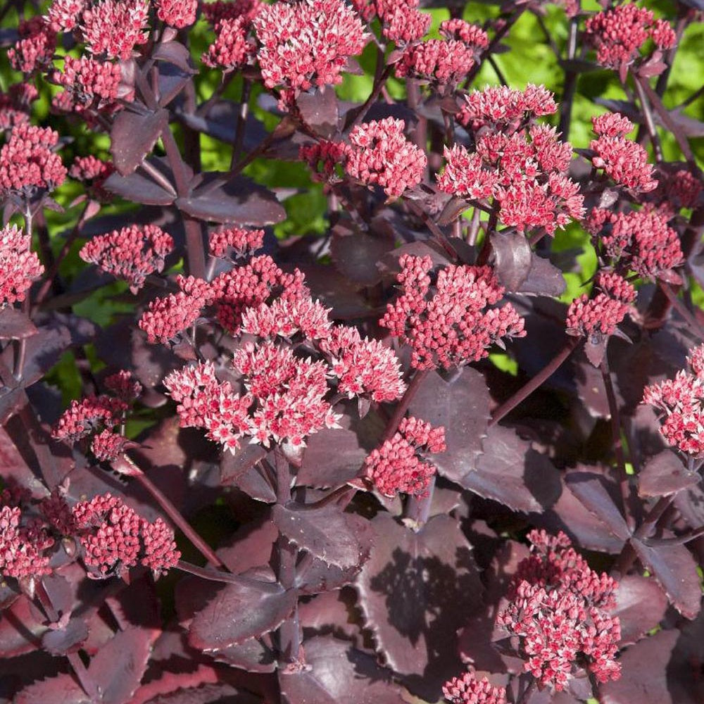 Sedum Chocolate Cherry - Willemse