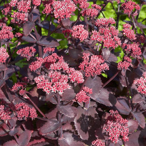 Sedum Chocolate Cherry - Sedum 'chocolate cherry' - Plantes