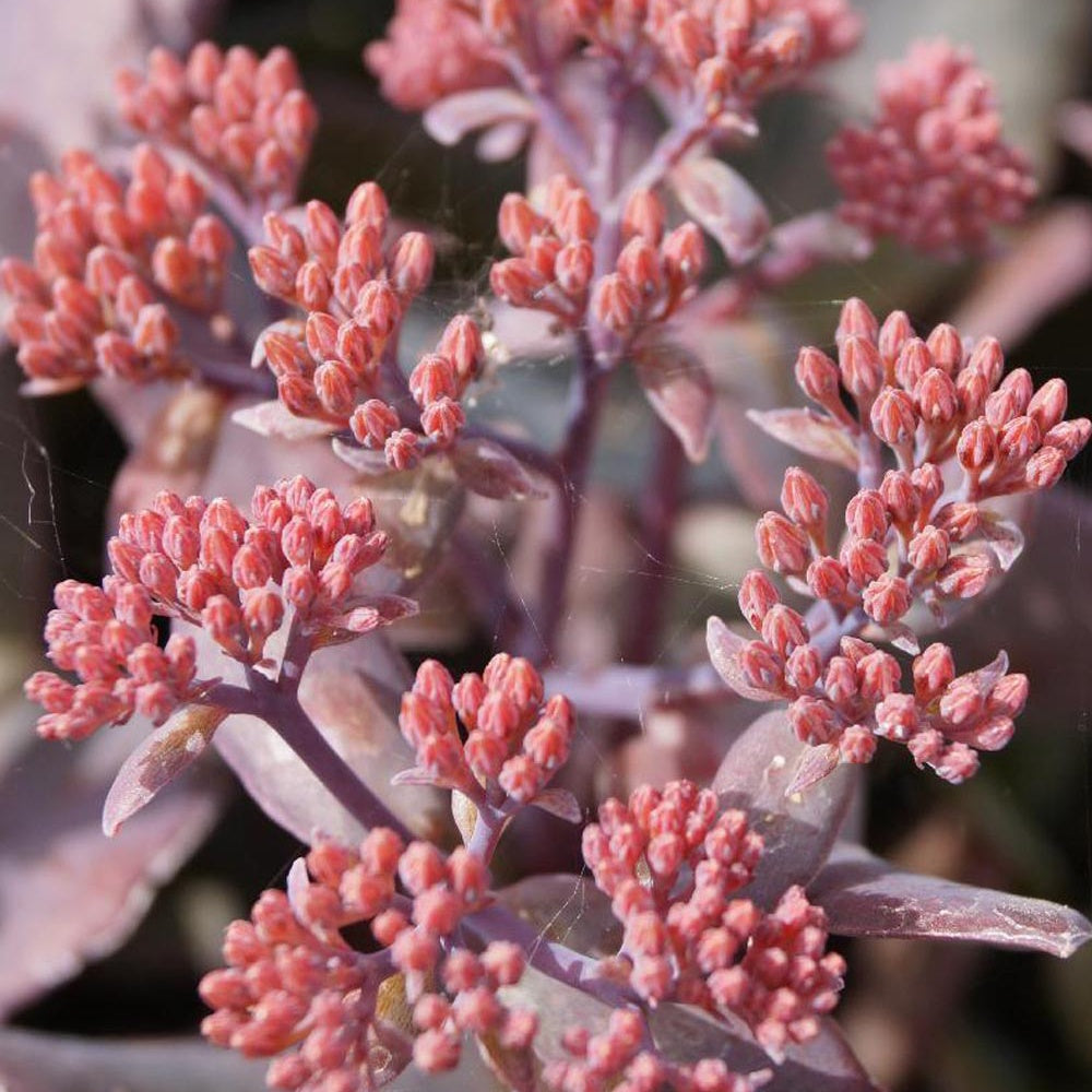 Sedum Chocolate Cherry - Sedum 'chocolate cherry' - Willemse