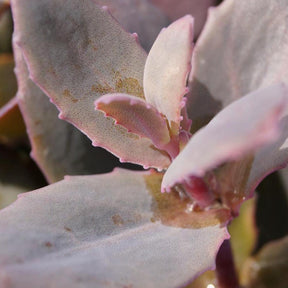 Sedum Chocolate Cherry - Sedum 'chocolate cherry' - Plantes vivaces