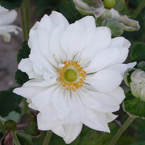 Anémone du Japon Whirlwind - Anemone hybrida whirlwind - Plantes vivaces