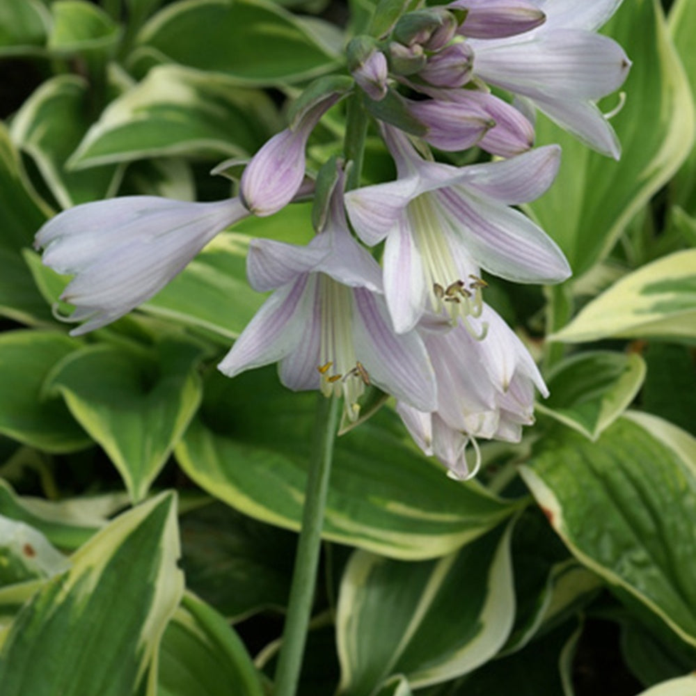 Hosta Wide Brim - Hosta hybride wide brim