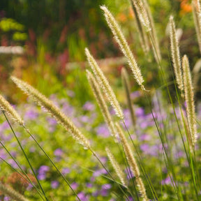 Herbe aux écouvillons érigée - Pennisetum macrourum - Plantes vivaces