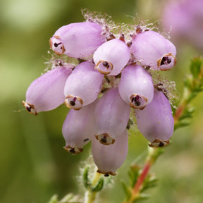 Bruyère à quatre angles rose - Erica tetralix rosea - Plantes