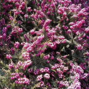 Bruyère des neiges Clône - Erica carnea weisse clone - Plantes