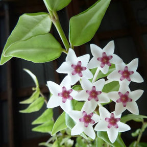 Fleur de porcelaine : Hoya bella - Hoya bella - Plantes