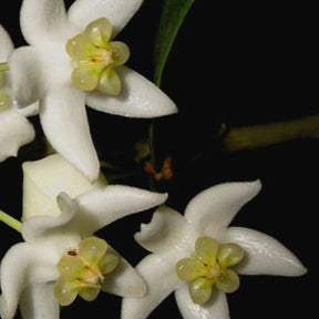 Fleur de porcelaine : Hoya odorata - Hoya odorata - Plantes