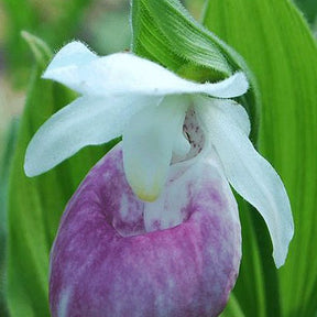 Orchidée : Cypripedium Ulla silkens - Cypripedium ulla silkens - Plantes