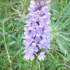 Orchidée : Dactylorhiza fuchsii - Orchidée : dactylorhiza fuchsii - Plantes