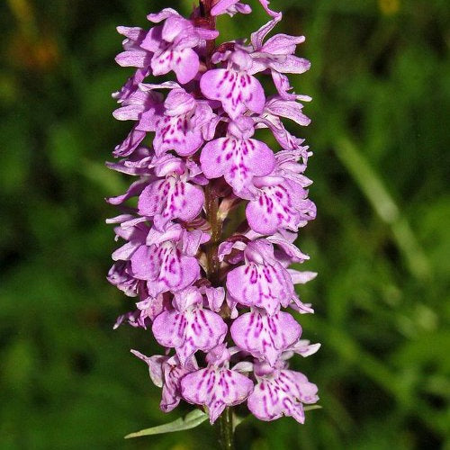 Orchidée : Dactylorhiza maculata - Dactylorhiza maculata - Plantes