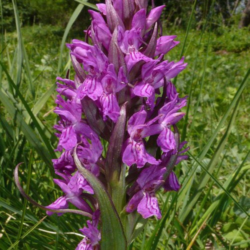 Orchidée : Dactylorhiza majalis - Orchidée : dactylorhiza majalis - Plantes