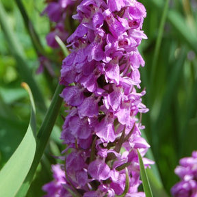 Orchidée : Dactylorhiza praetermissa - Orchidée : dactylorhiza praetermissa - Plantes