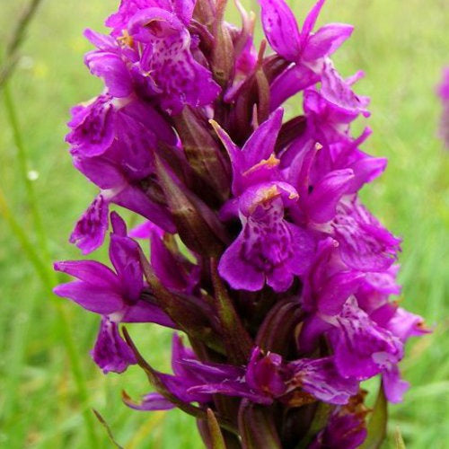 Orchidée : Dactylorhiza purpurella - Dactylorhiza purpurella - Plantes