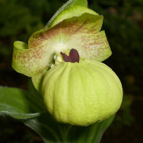 Orchidée : Cypripedium flavum - Orchidée : cypripedium flavum - Plantes