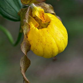 Orchidée : Cypripedium pubescens - Orchidée : cypripedium pubescens - Plantes