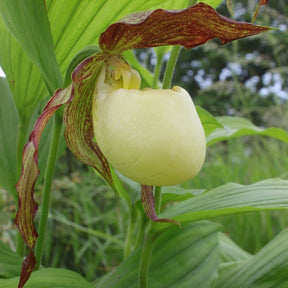 Orchidée : Cypripedium kentuckiense - Orchidée : cypripedium kentuckiense - Plantes