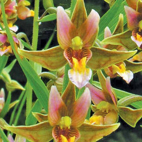 Orchidée : Epipactis Sabine - Epipactis sabine - Plantes