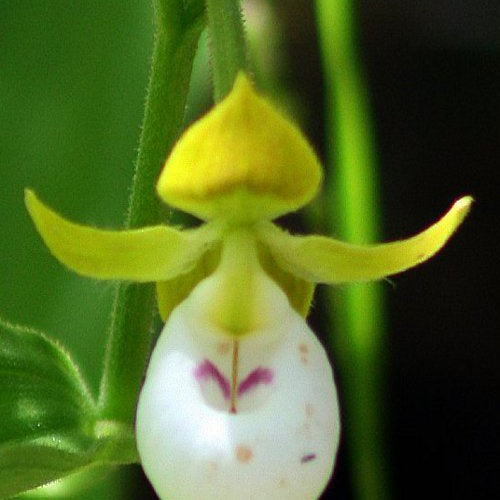 Orchidée : Cypripedium californicum - Orchidée : cypripedium californicum - Plantes