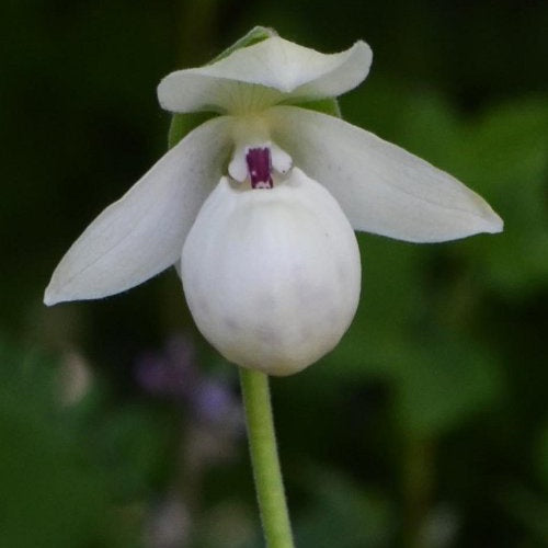 Orchidée : Cypripedium flavum alba - Orchidée : cypripedium flavum alba - Plantes