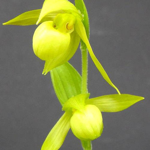 Orchidée : Cypripedium henry - Orchidée : cypripedium henry - Plantes