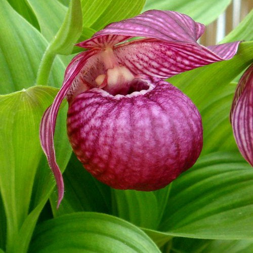 Orchidée Cypripedium macranthos - Orchidée cypripedium macranthos - Plantes