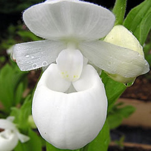 Orchidée : Cypripedium reginae alba - Orchidée : cypripedium reginae alba - Plantes