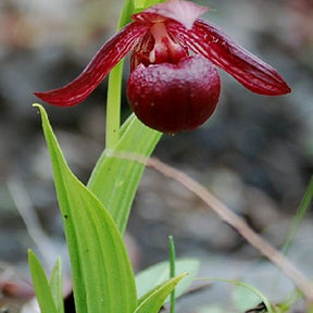 Orchidée : Cypripedium smithii - Orchidée  : cypripedium smithii - Plantes