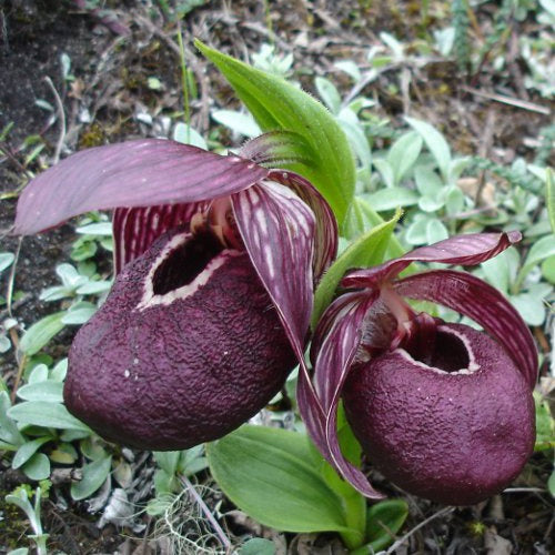 Orchidée : Cypripedium tibeticum - Orchidée : cypripedium tibeticum - Plantes