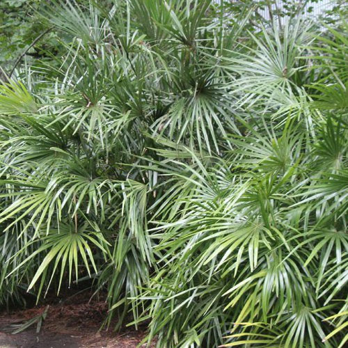 Palmier aiguille porc-épic - Rhapidophyllum hystrix - Plantes