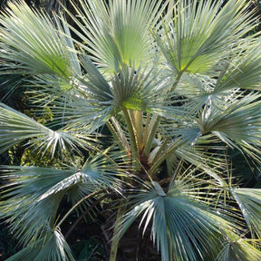 Palmier bleu du Mexique - Erythea armata - Plantes