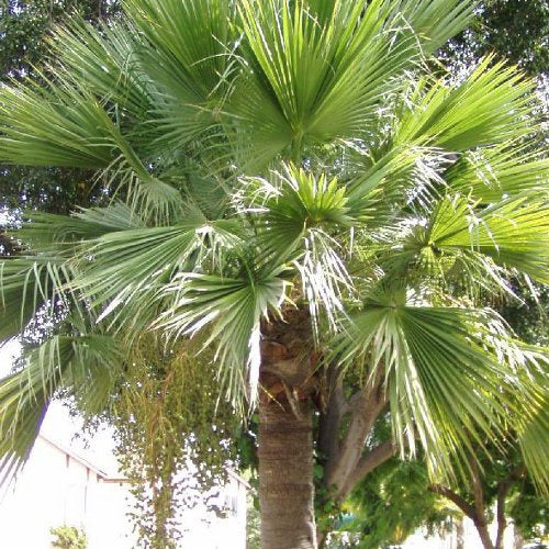 Palmier mexicain de Guadalupe - Brahea edulis - Plantes