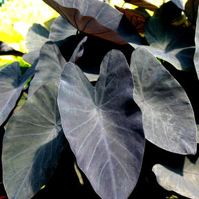 Colocasia esculenta cv. Black Magic - Colocasia esculenta cv. black magic - Plantes