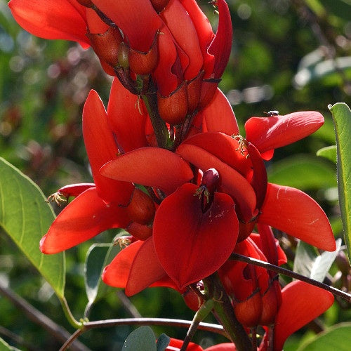 Erythrina crista-galli - Erythrina crista-galli - Plantes