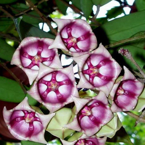 Hoya archboldiana cv. Pink - Hoya archboldiana cv. pink - Plantes