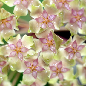 Fleur de porcelaine : Hoya balaensis - Hoya balaensis - Plantes