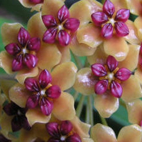 Fleur de porcelaine : Hoya benquentensis - Hoya benquentensis - Plantes