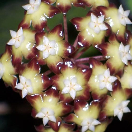 Fleur de porcelaine :Hoya callistophylla - Hoya callistophylla - Plantes